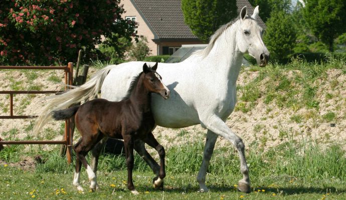 Paarden fokkerij